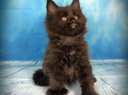 oreo
