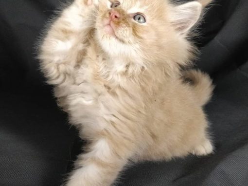 omagebiss