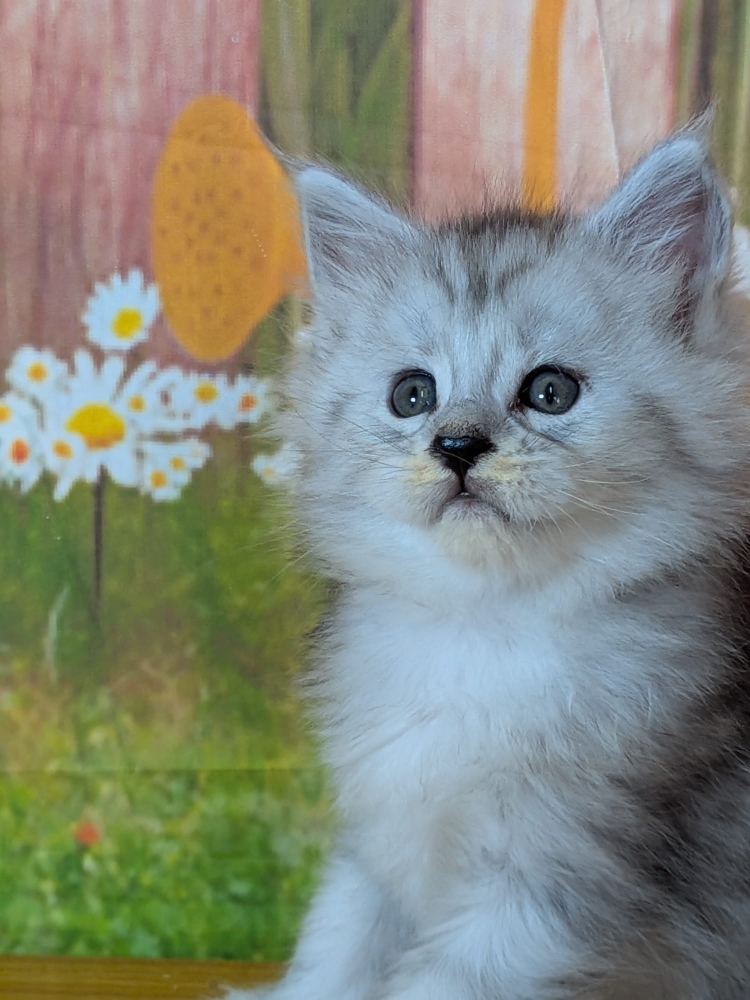 baya
