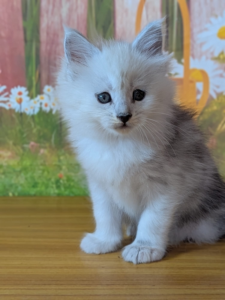 bella