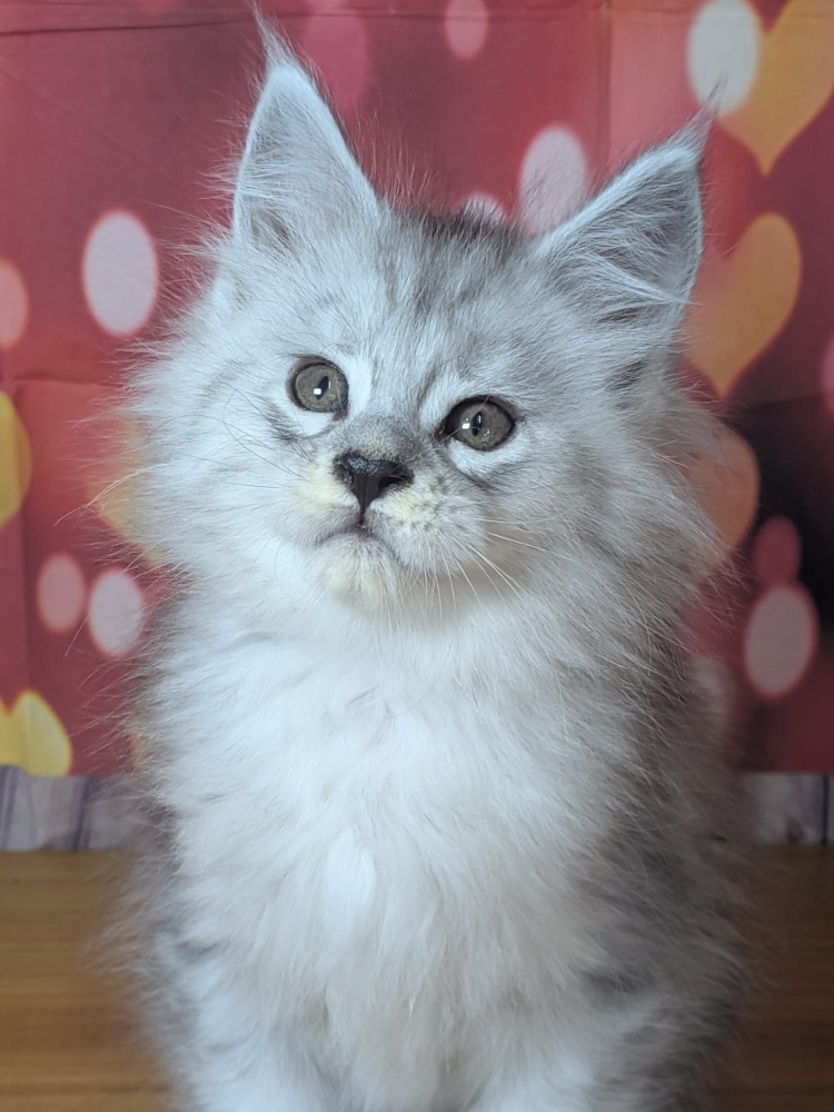 baya