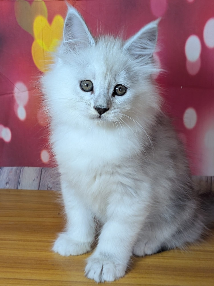 bella