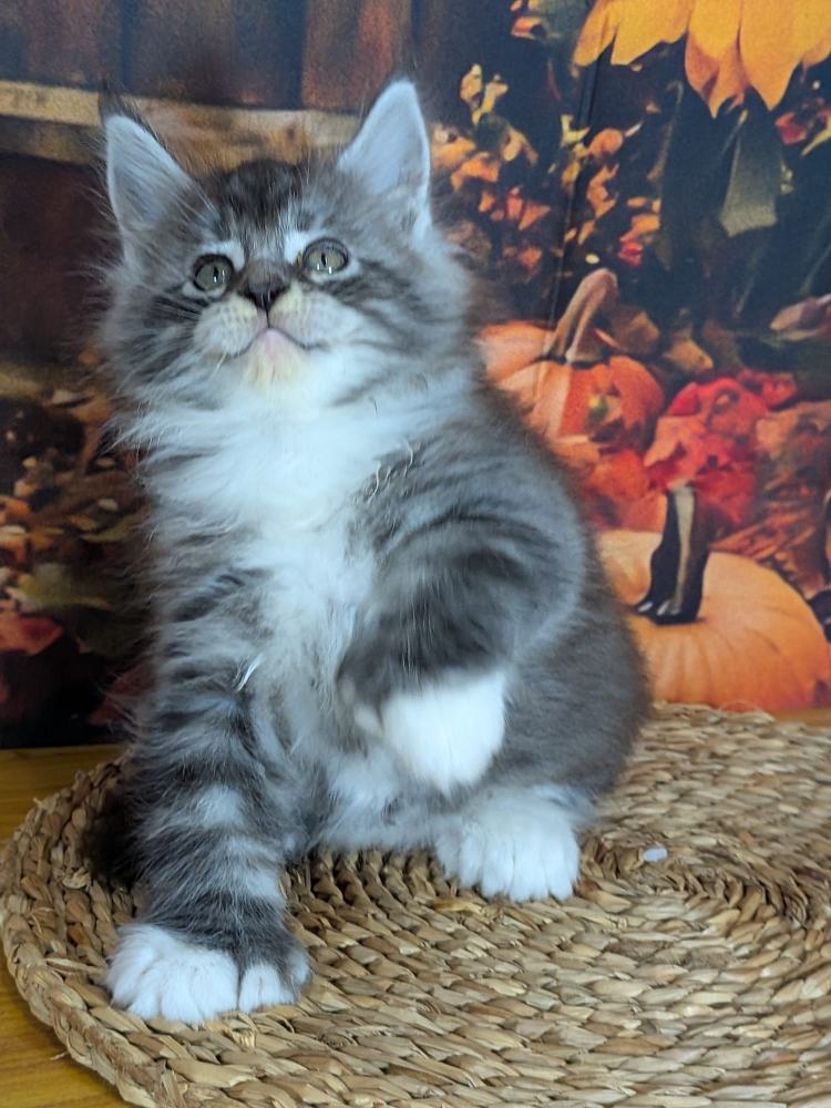 baxter
