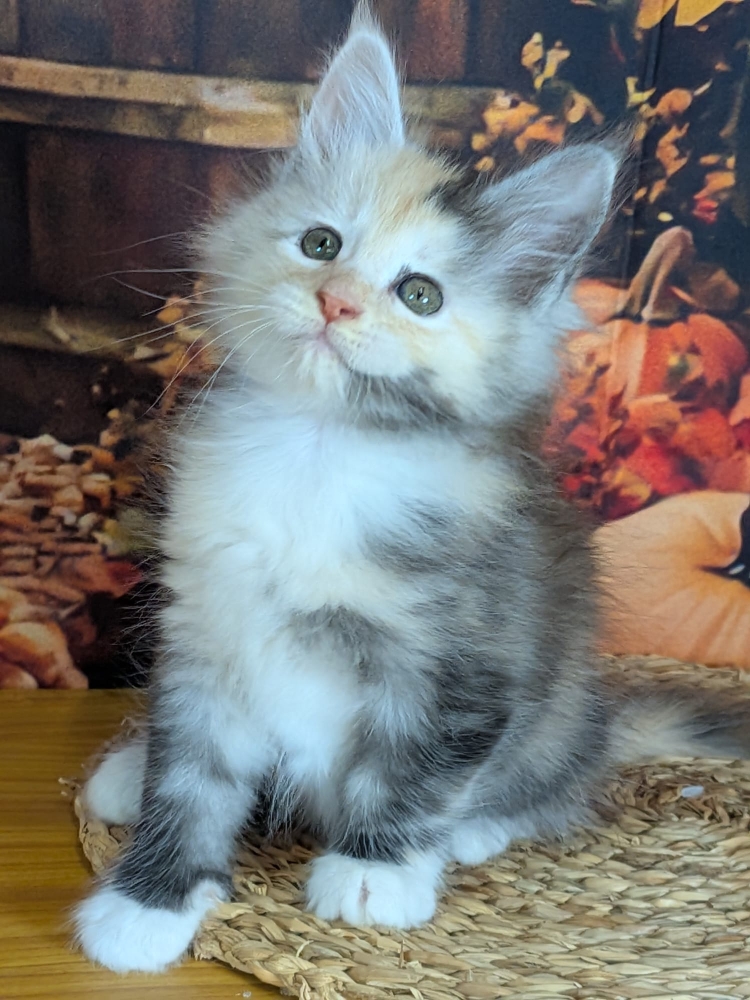 betsie