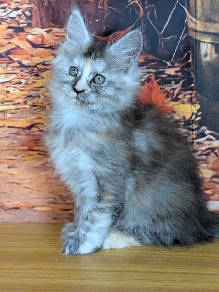 bonnie
